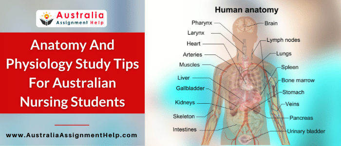Anatomy-And-Physiology-Study-Tips-For-Australian-Nursing-Students